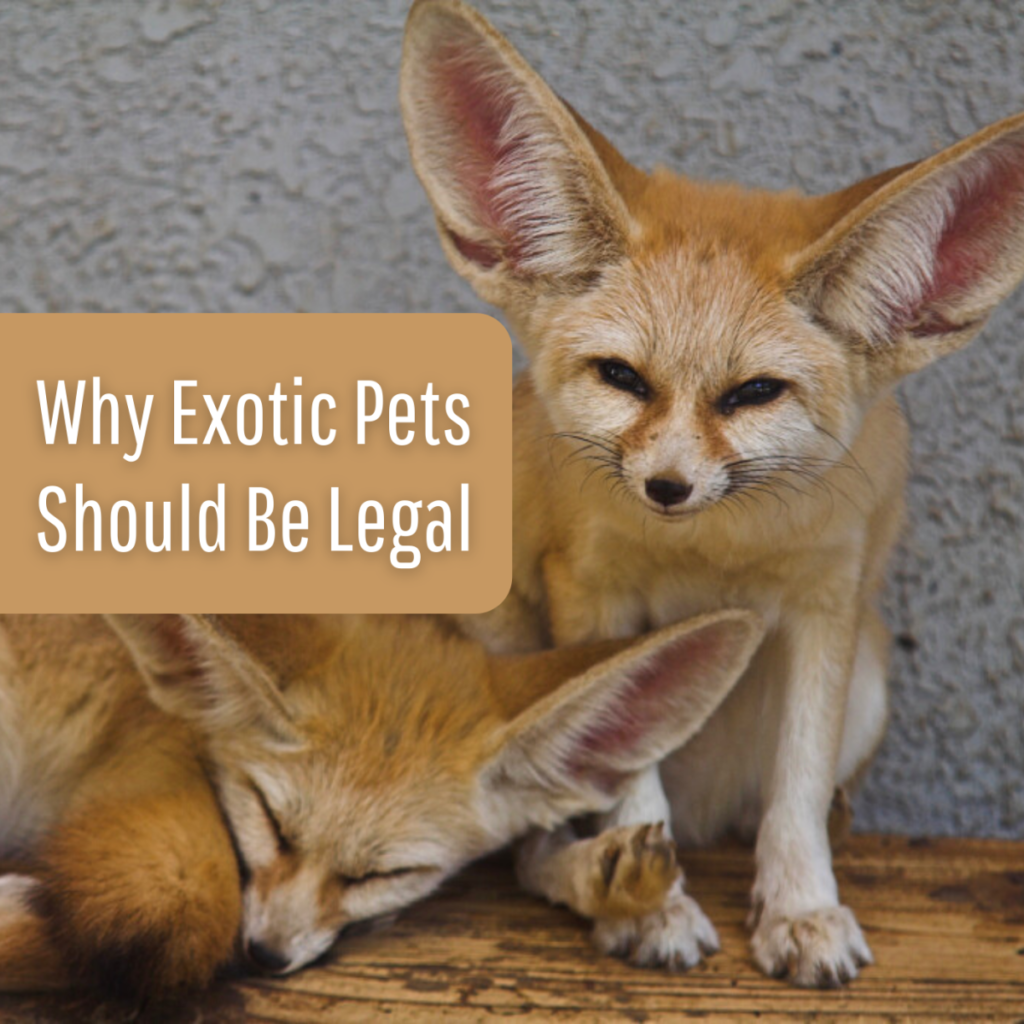 10 Reasons Why Exotic Pets Should Be Illegal