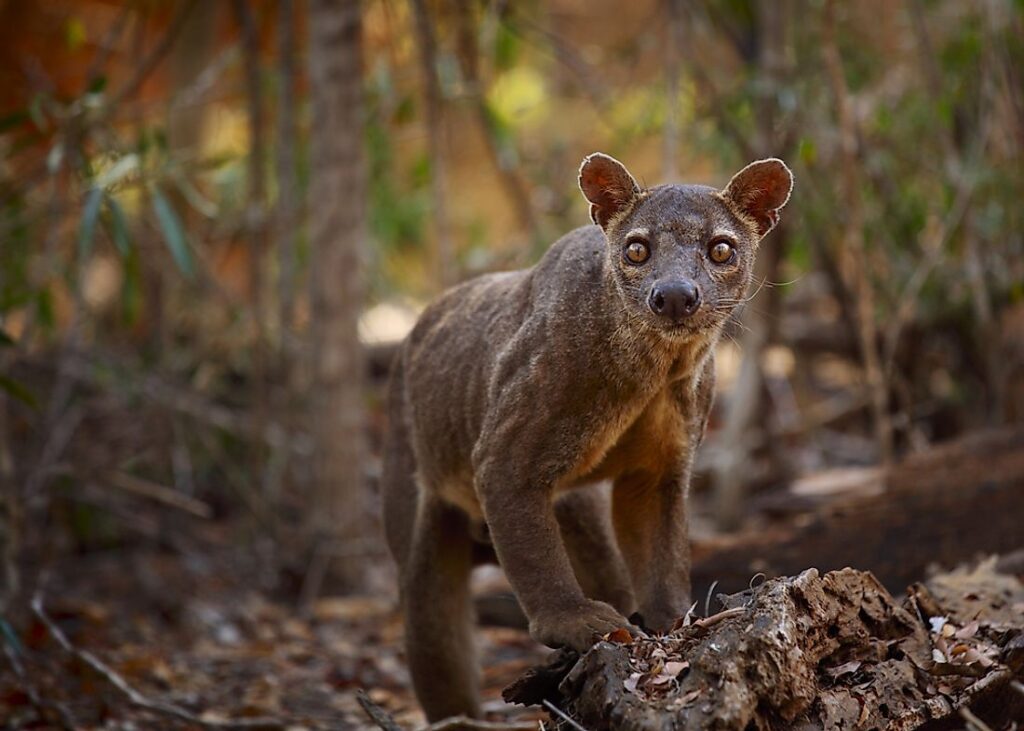 Animals Unique To Madagascar