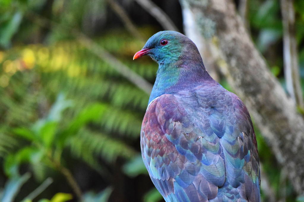 Animals Unique To New Zealand