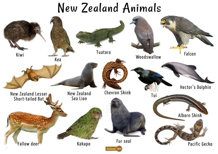 Animals Unique To New Zealand