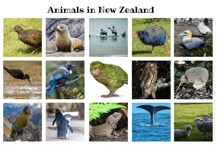 Animals Unique To New Zealand