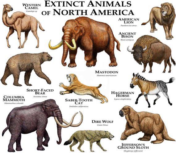 Animals Unique To North America