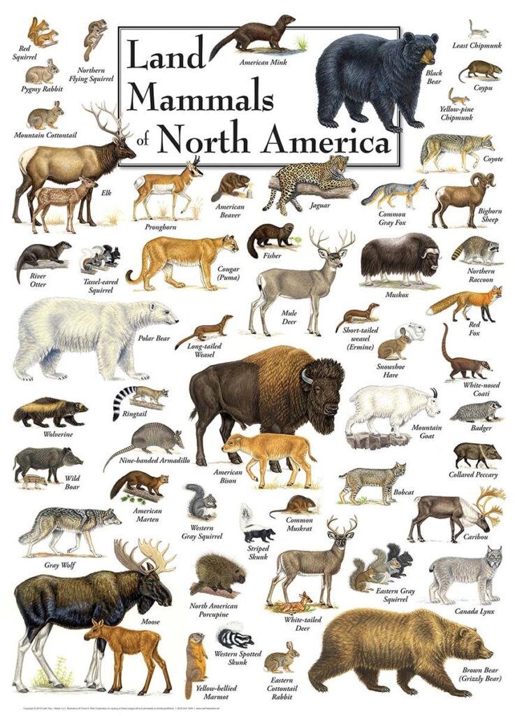 Animals Unique To North America