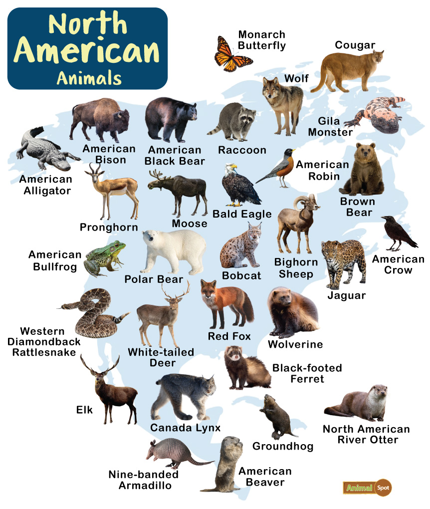 Animals Unique To North America