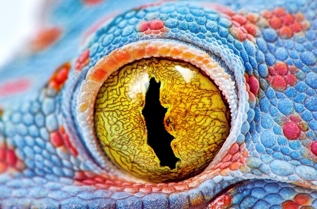 Animals With Cool Eyes