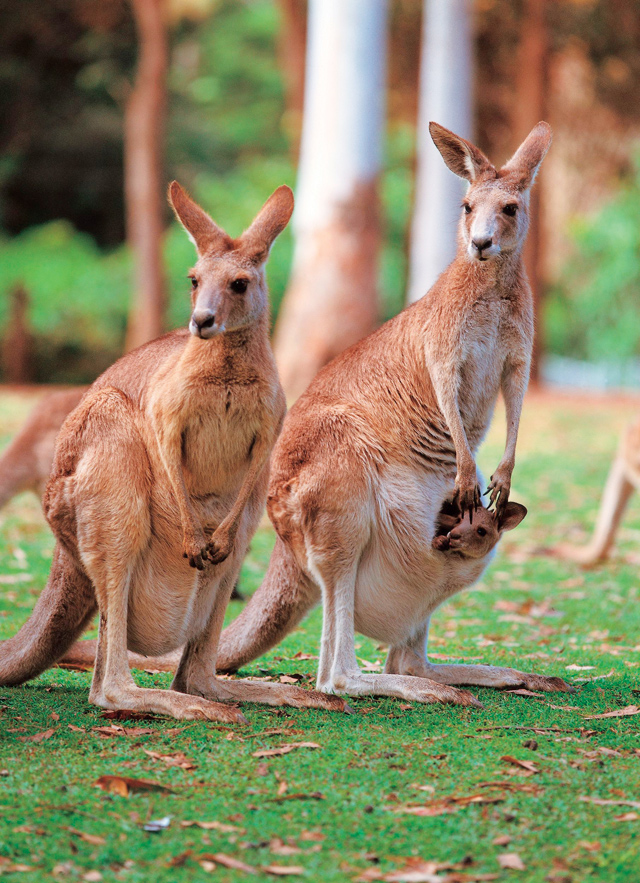 Australia Unique Animals