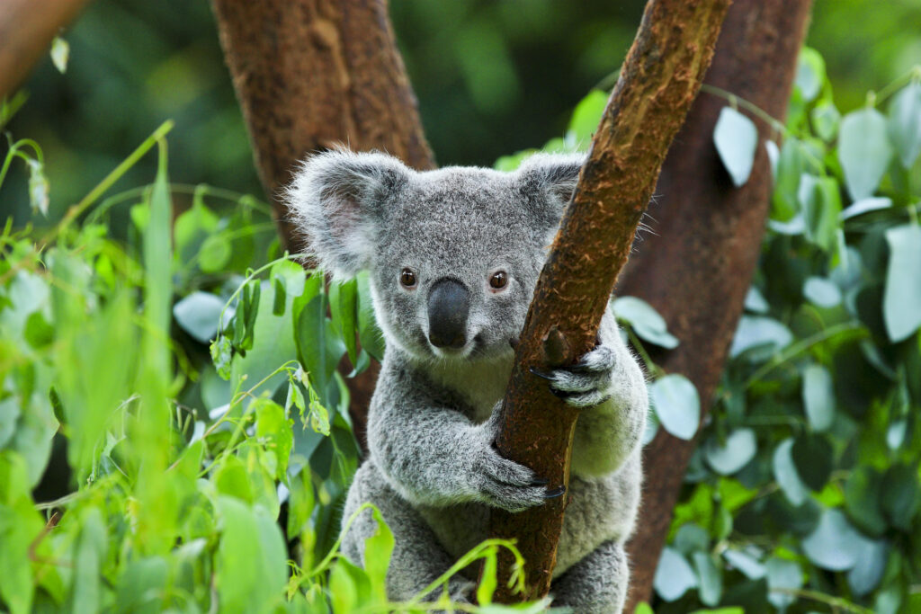 Australia Unique Animals