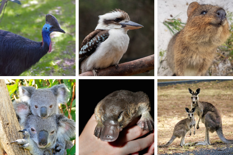 Australia Unique Animals