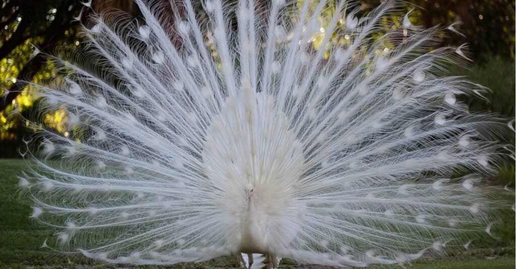 Cool Albino Animals