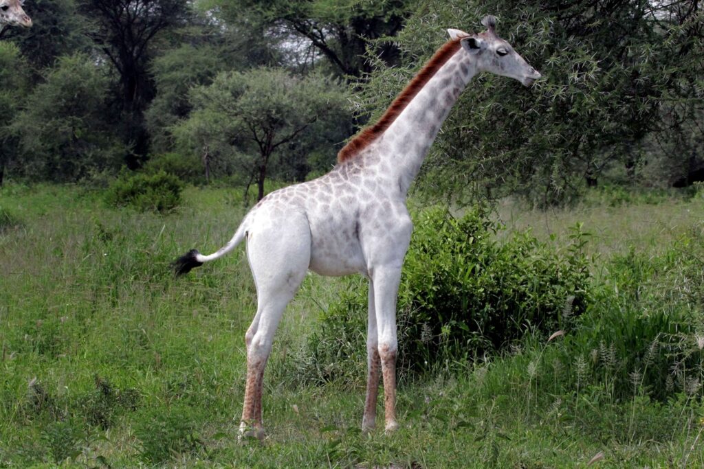 Cool Albino Animals