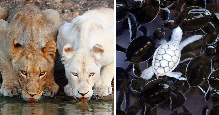 Cool Albino Animals