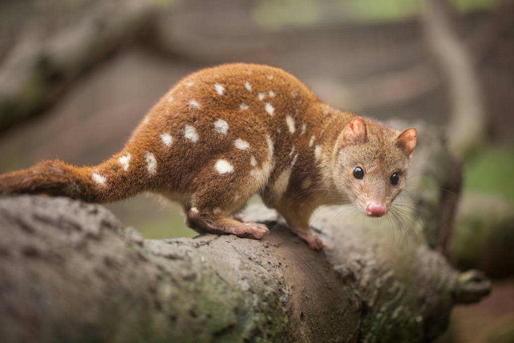 Cool Animals In Australia