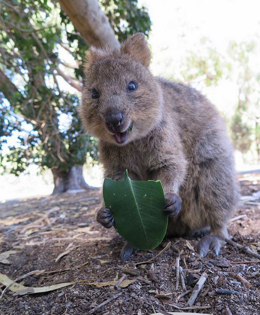 Cool Animals In Australia