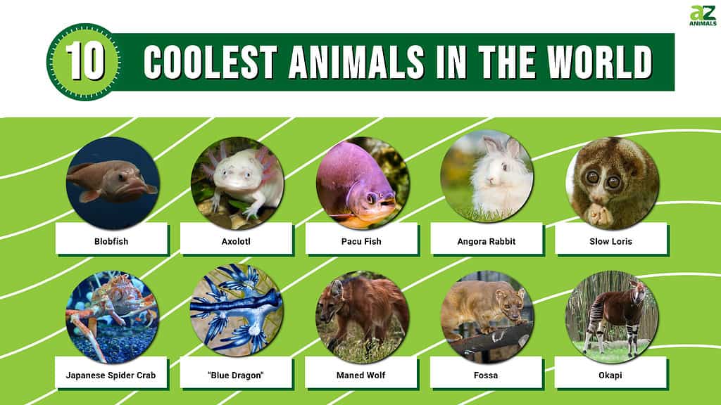 Cool Animals List