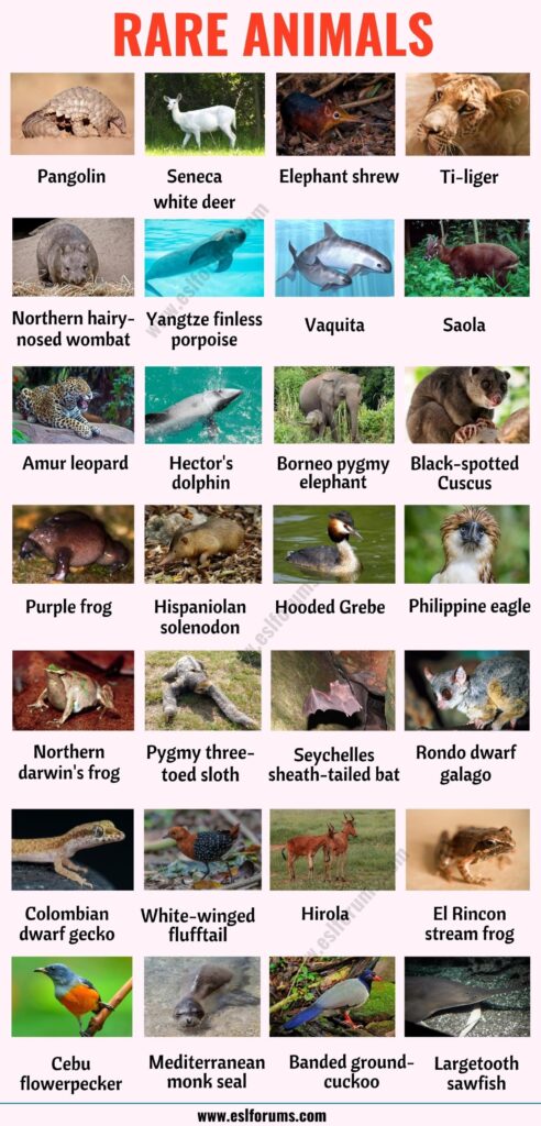 Cool Animals Names