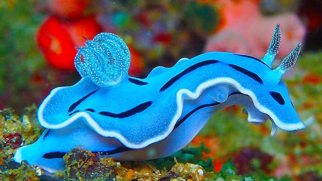 Cool Marine Animals