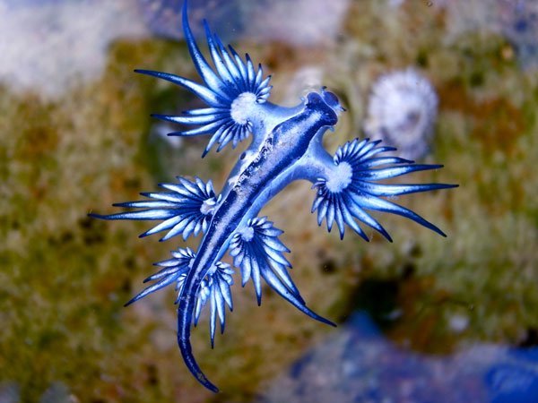 Cool Underwater Animals