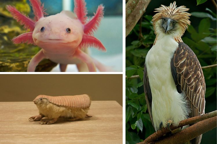 Cool Weird Animals