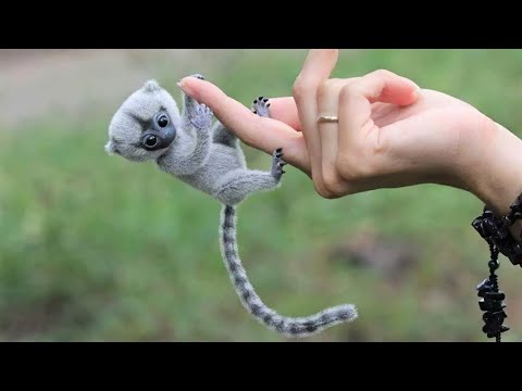 Cute Exotic Pets