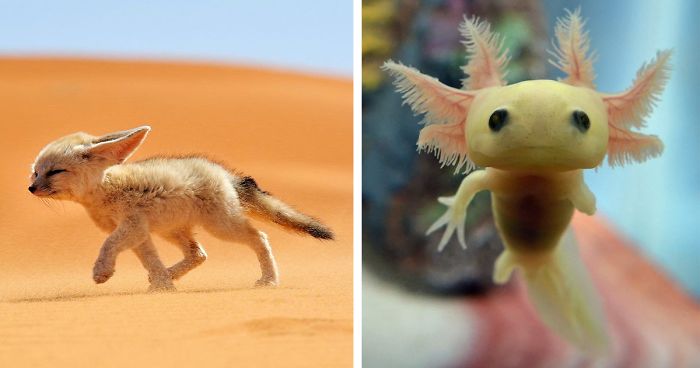 Cute Obscure Animals