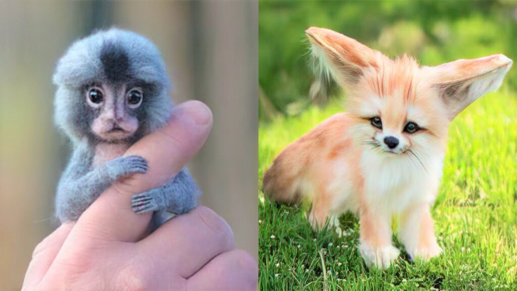 Cutest Exotic Pets