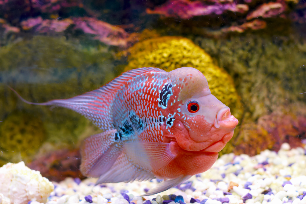 Exotic Fish As Pets