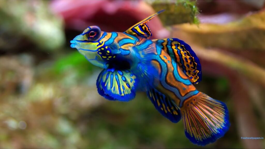 Exotic Fish As Pets