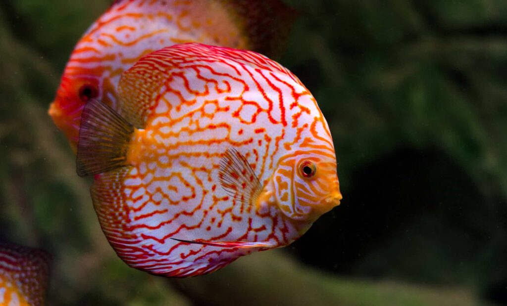 Exotic Fish Pets