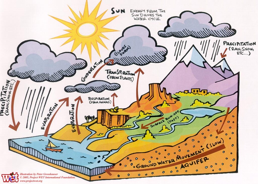 How Does Evaporation Help Cool Animals And Plants?