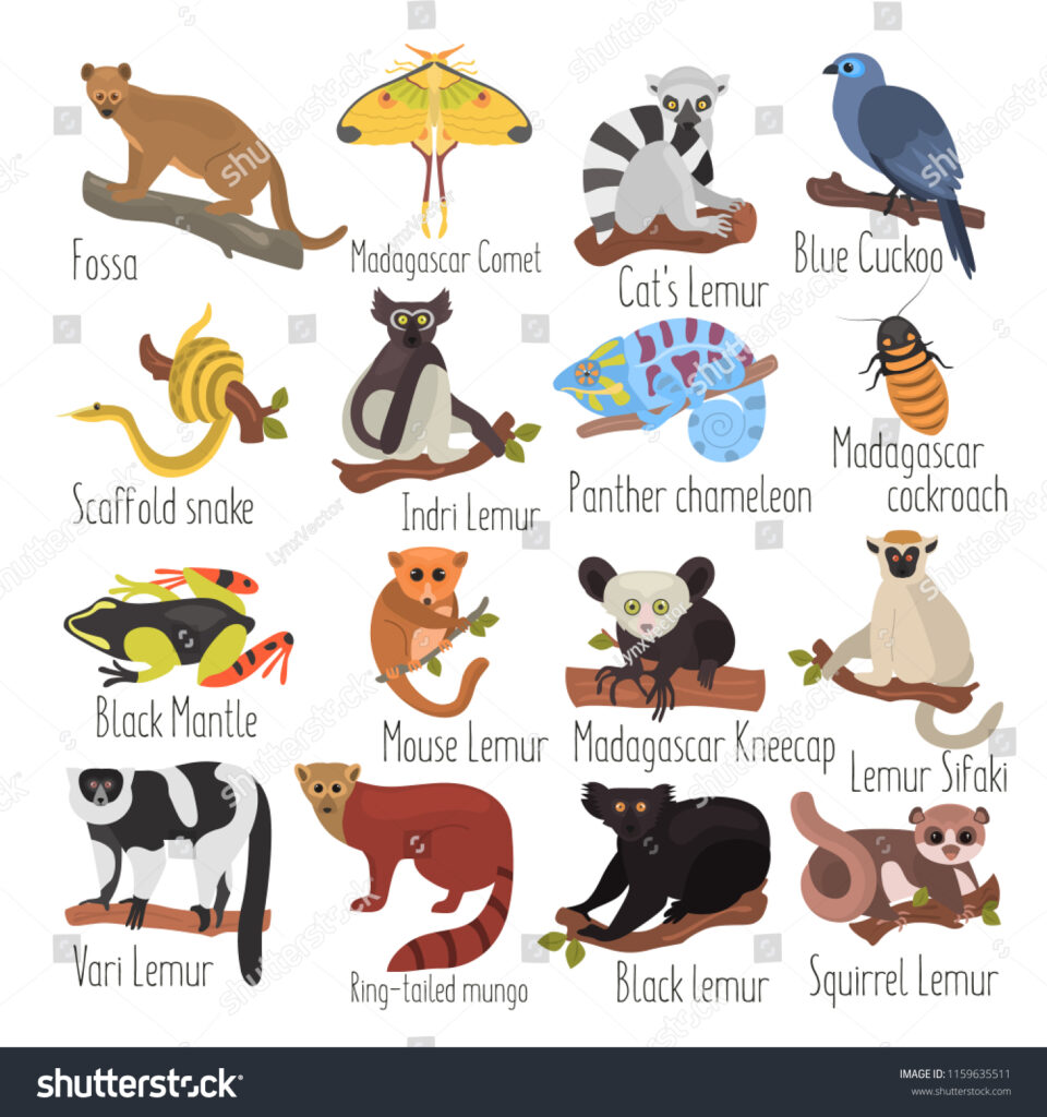 Madagascar Unique Animals