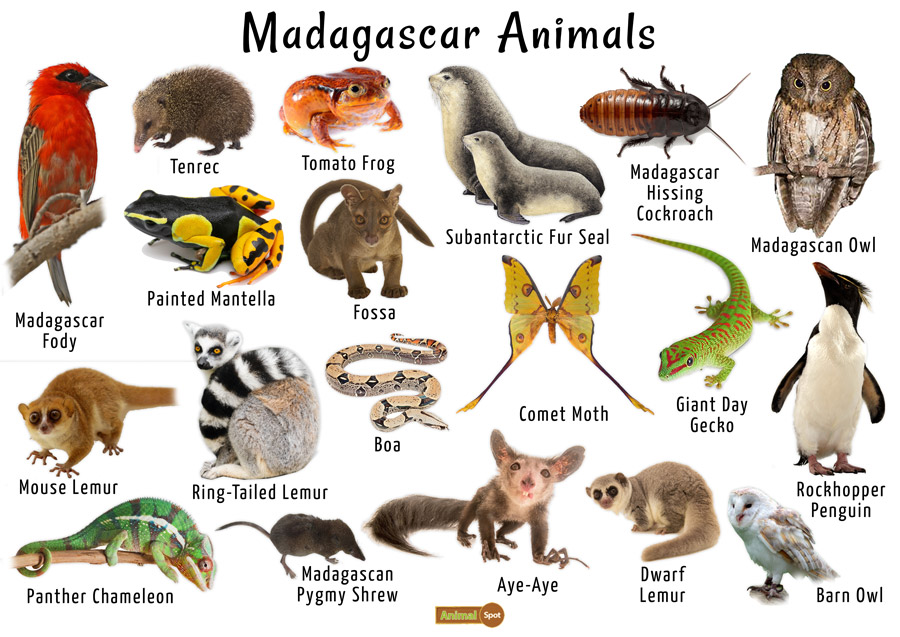 Madagascar Unique Animals