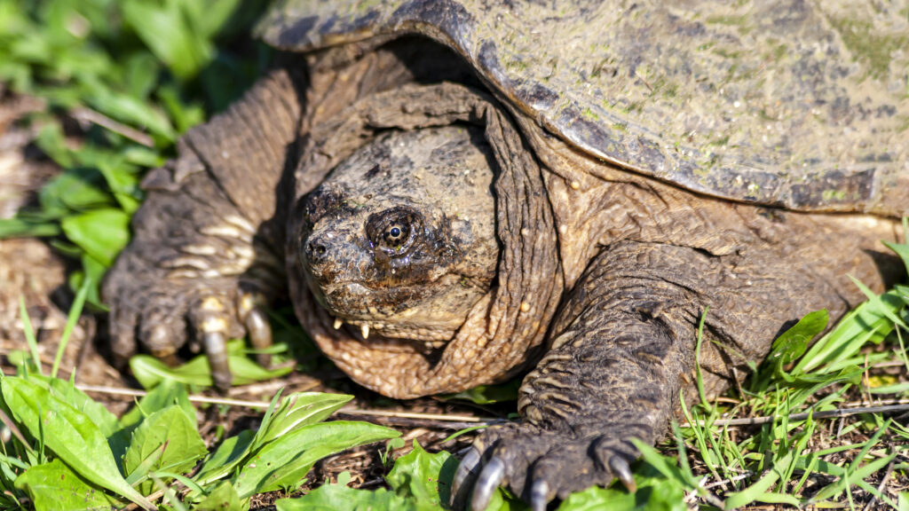 Strange Animals In Alabama