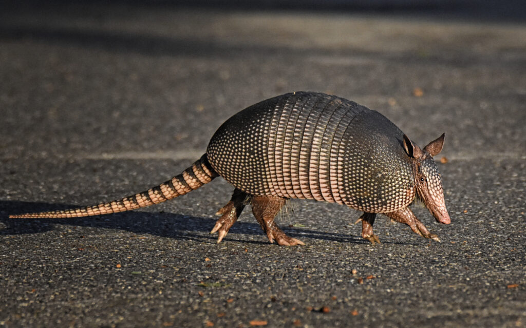 Strange Animals In Alabama