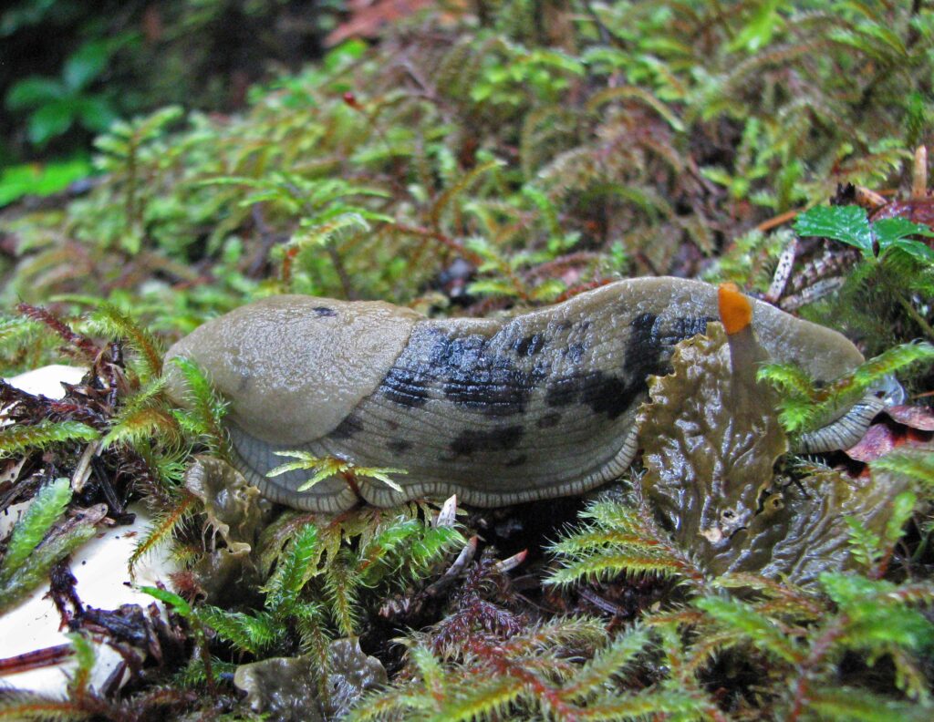 Strange Animals In Alaska