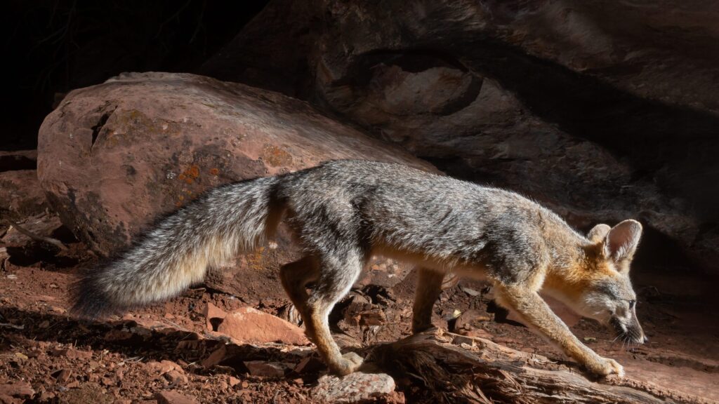 Strange Animals In Arizona