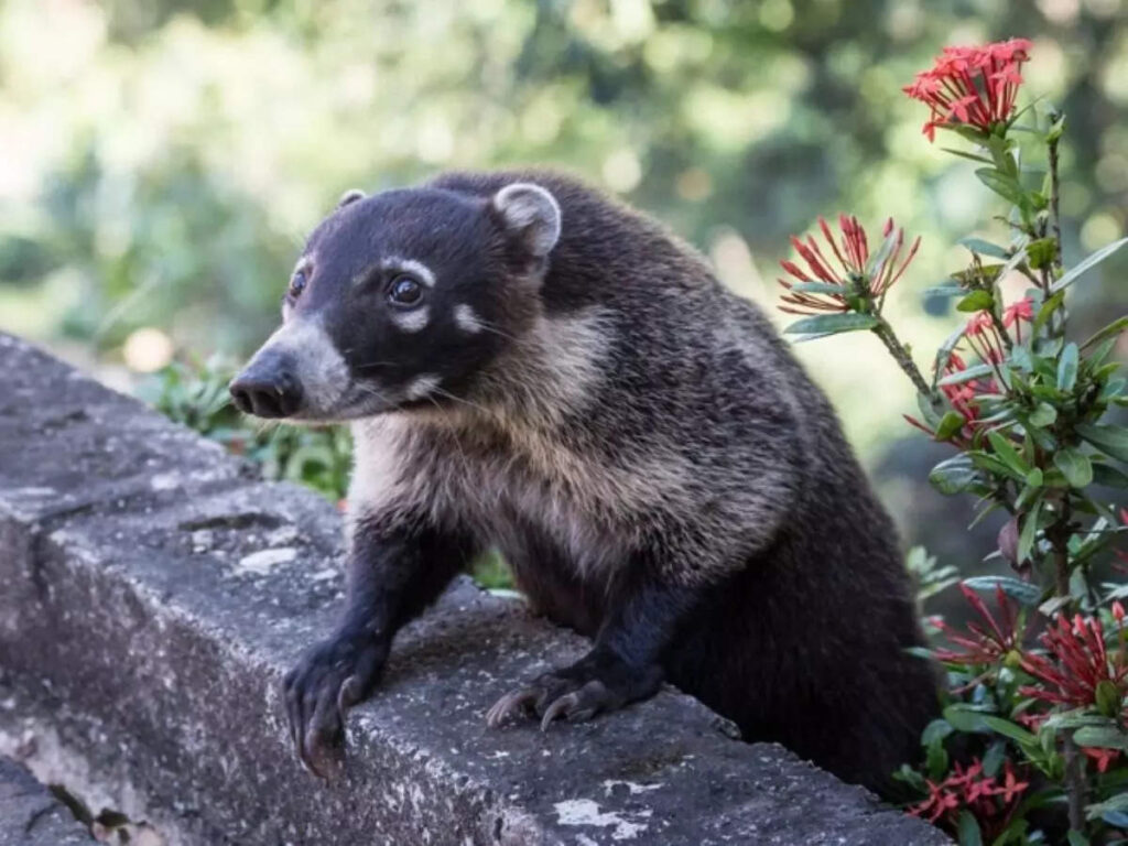 Strange Animals In Arizona