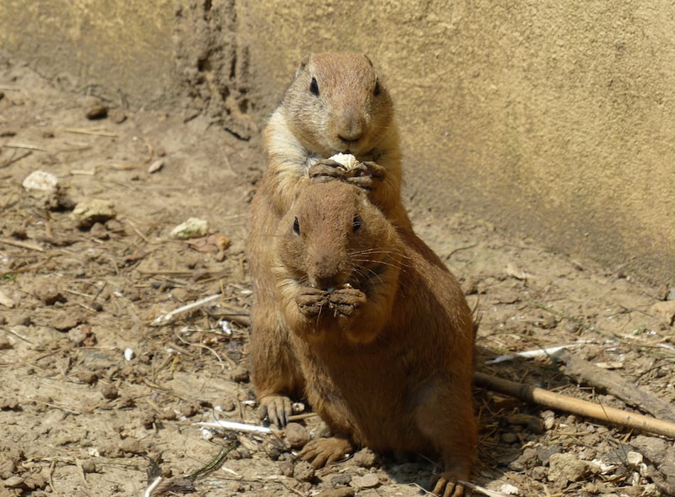 Strange Animals In Colorado