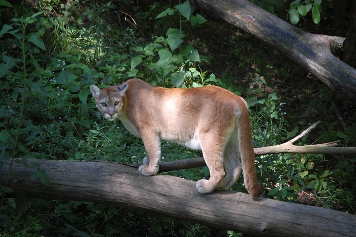 Strange Animals In Delaware