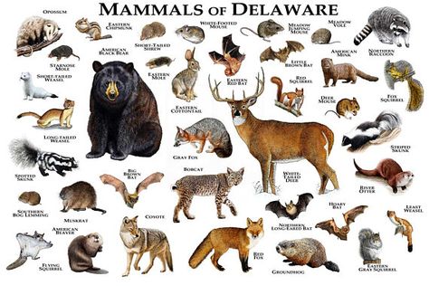 Strange Animals In Delaware