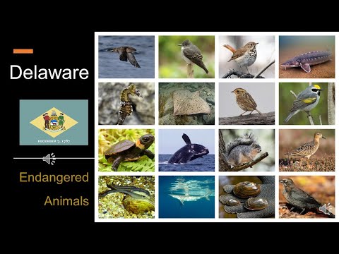 Strange Animals In Delaware