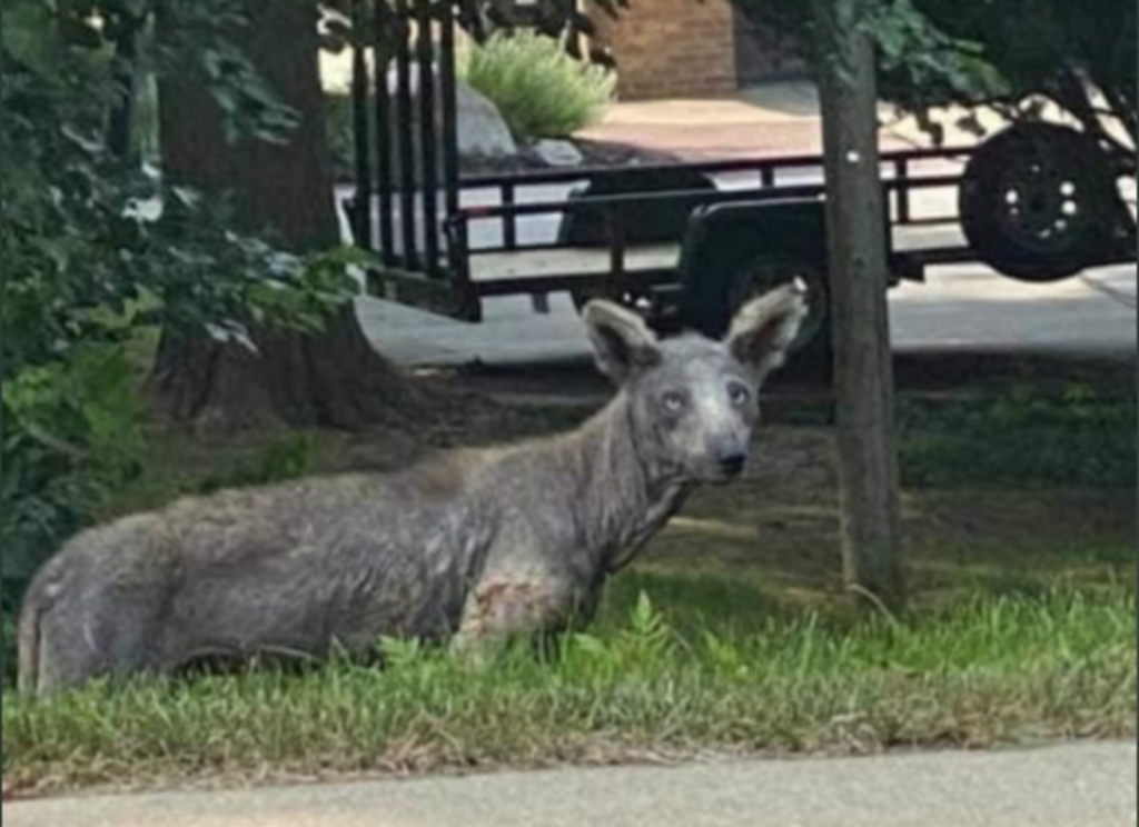 Strange Animals In Florida