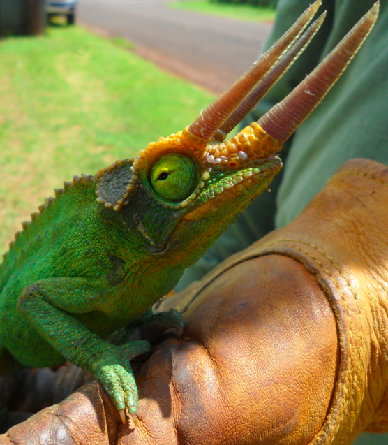 Strange Animals In Hawaii