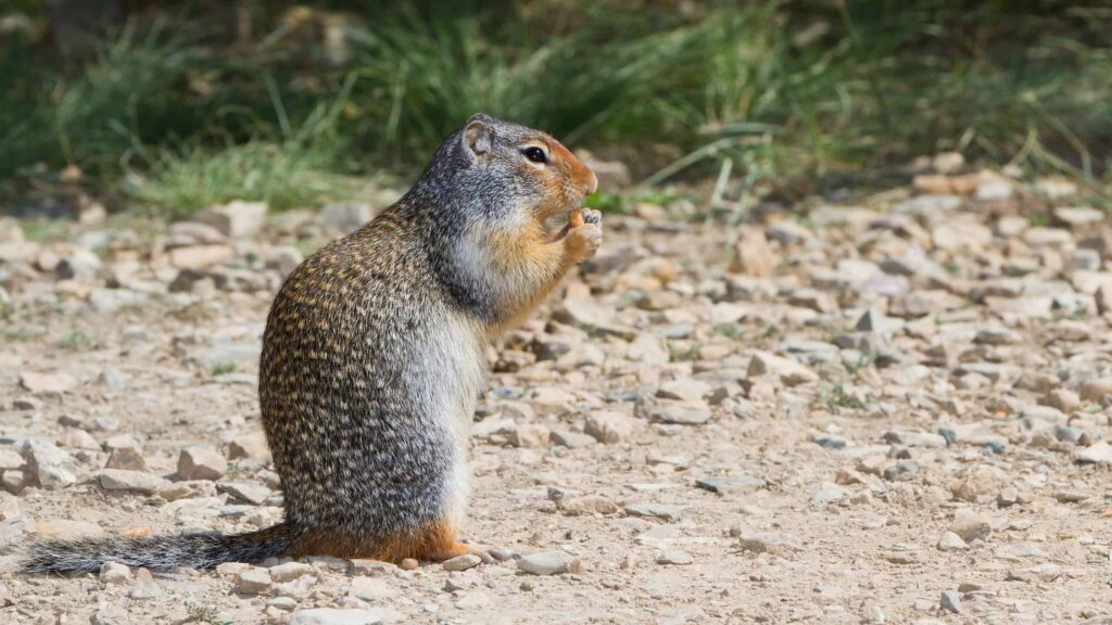 Strange Animals In Idaho