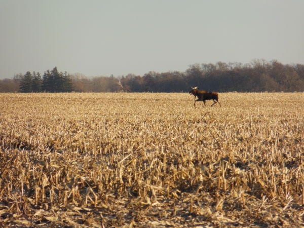 Strange Animals In Iowa