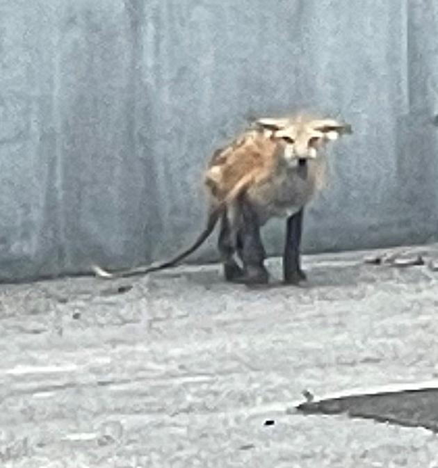 Strange Animals In Kentucky