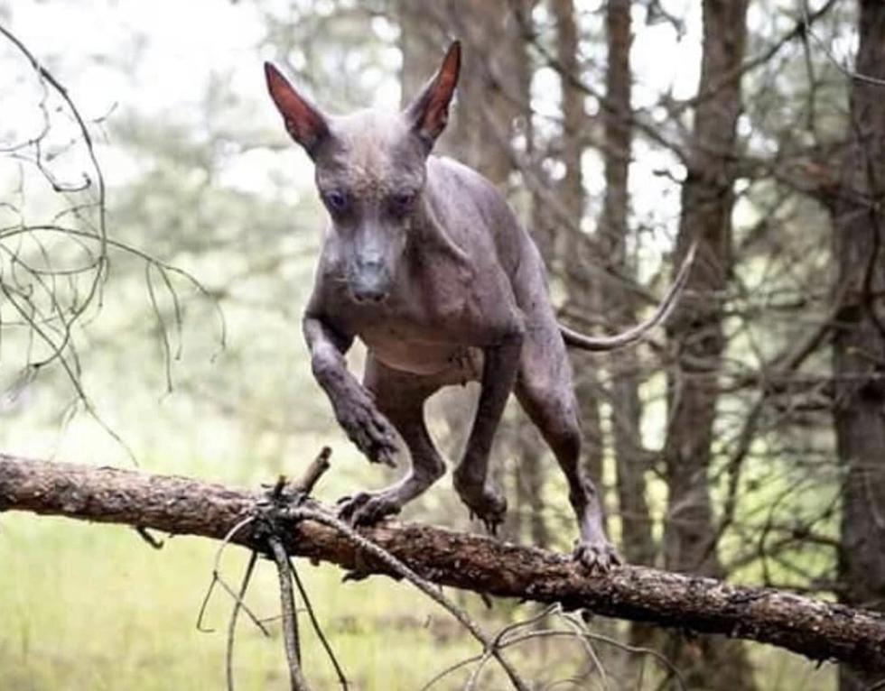 Strange Animals In Louisiana