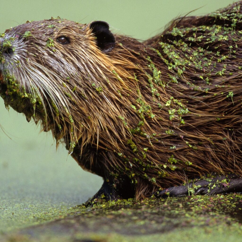 Strange Animals In Louisiana