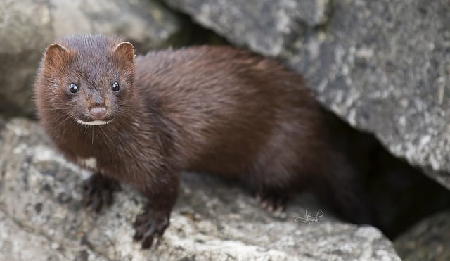 Strange Animals In Maine