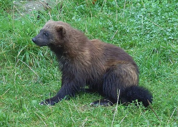 Strange Animals In Michigan