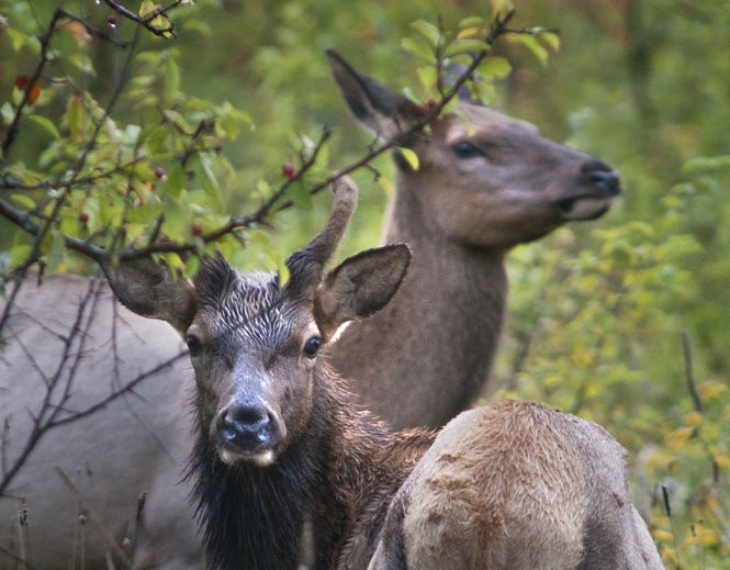 Strange Animals In Michigan